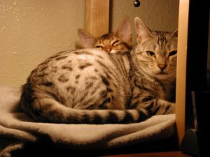 picture of Baz's bengal cat Kayta, and his Somali cat, Zorro